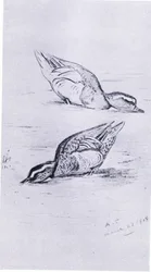 Knäkente beim Fressen, veröffentlicht von Book Club Associates, 1972